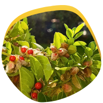 Ashwagandha