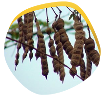 Acacia Nilotica